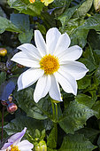 Single-flowered dahlia, Dahlia 'Innocence' Breeder : Turc (FRA) 2010, flower