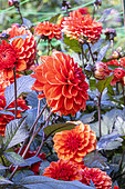 Double dwarf Dahlia, Dahlia 'Septembre à Paris' Breeder : Turkish (FRA) 2019, flowers