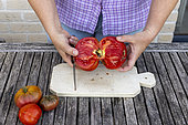 Harvesting seeds of old variety tomatoes 'Coeur de boeuf'
