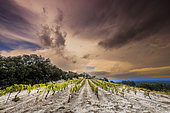 Vines under a stormy sky, Dentelles de Montmirail, Vaucluse, France