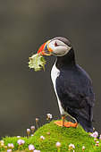 Puffin (Fratercula arctica) with a thistle leaf to take to its nest, Shetlands, Scotland