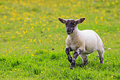 Shetland sheep, lamb running in a meadow, Shetland, Scotland