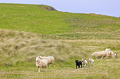 Shetland sheepx with lambs running in a meadow, Shetland, Scotland