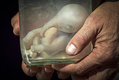 African Elephant embryo preserved in bottle. Mpumalanga. South Africa.