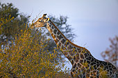Giraffe (Giraffa camelopardis) browsing on autumn foliage veld. Northern Tuli Game Reserve. Botswana
