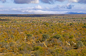 Giraffe (Giraffa camelopardis) herd in autumn veld. Northern Tuli Game Reserve. Botswana