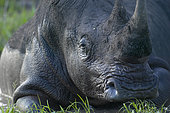 White Rhino (Ceratotherium simum). MalaMala Game Reserve. Mpumalanga. South Africa.