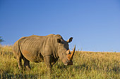 White Rhinoceros or Square-lipped Rhinoceros (Ceratotherium simum). Ithala Game Reserve. KwaZulu Natal. South Africa