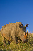 White Rhinoceros or Square-lipped Rhinoceros (Ceratotherium simum). Itala Game Reserve. KwaZulu Natal. South Africa