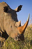 White Rhinoceros or Square-lipped Rhinoceros (Ceratotherium simum). Itala Game Reserve. KwaZulu Natal. South Africa
