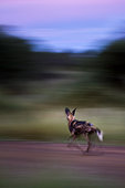 Image Number 370026. Wild Dog (Lycaon pictus) runnin (blur for visual effect). Madikwe Game Reserve. North West Province. South Africa