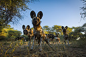 Wild Dog (Lycaon pictus). Northern Tuli Game Reserve. Botswana