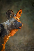 Wild Dog (Lycaon pictus). Northern Tuli Game Reserve. Botswana