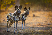Wild Dog (Lycaon pictus). Northern Tuli Game Reserve. Botswana