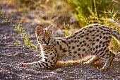Serval (Leptailurus Serval). Northern Tuli Game Reserve. Botswana