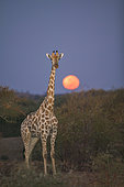 Giraffe (Giraffa camelopardis) in veld at moonset. Northern Tuli Game Reserve. Botswana