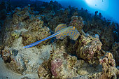 Blue spotted ray (Taeniura lymma), Sinai Peninsula, Red Sea, Egypt