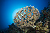 Hard coral (Acropora sp), on a reef wall, Sinai Peninsula, Red Sea, Egypt