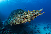 Bow covered with coral of the SS Carnatic, a British steamship built in 1862-63. Sunk in 12 September 1869. Abu Nuhas, Egypt. Strait of Gubal, Gulf of Suez, Red Sea