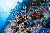 Red firefish, (Pterois volitans) on the reef close to the SS Thistlegorm wreck a British cargo steamship built in North East England in 1940 and sunk by German bomber aircraft in 1941. Near Ras Mohammed, Sinai Peninsula, Red Sea, Egypt