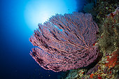 Red sea fan, (Echinogorgia sp.) on a wall, Ras Mohammed, Sinai Peninsula, Red Sea, Egypt