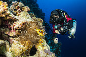 Rebreather diver watching a Red Sea anemonefish, (Amphiprion bicinctus), in the anemone, Sinai Peninsula, Red Sea, Egypt