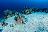 Whitespotted puffer, (Arothron hispidus) on sand bottom, Sinai Peninsula, Red Sea, Egypt