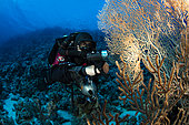 Rebreather divers looking for small creatures inside a Venus seafan (Gorgonia flabellum) Sinai Peninsula, Red Sea, Egypt