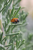 Leaf beetle (Tituboea sexmaculata) on Rosemary (Rosmarinus officinalis) leaf, Gard, France