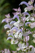 Clary sage (Salvia sclarea), Gard, France