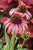 Echinacea (Echinacea sp.)