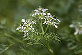 Shepherd's-needle (Scandix pecten-veneris) clustered flowers, Gard, France
