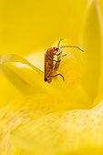 Common red soldier beetle (Rhagonycha fulva) feeding on Canna lilly (Canna sp.) pollen , Gard, France