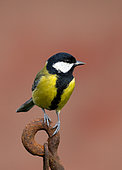 Great Tit (Parus major) perched on a rusty piece of steel, England