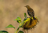 Meadow pipit (Anthus pratensis) perched on a sunflower, England