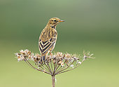 Meadow pipit (Anthus pratensis) perched on a dry flower, England