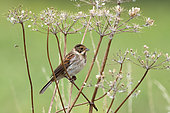 Reed bunting (Emberiza schoeniclus) perched amongst dry flowers, England