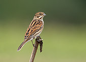 Reed bunting (Emberiza schoeniclus) perched on a twig, England