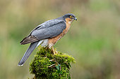 Sparrowhawk (Accipiter nisus) perched on a branch covered with moss, England
