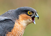 Sparrowhawk (Accipiter nisus) calling, England