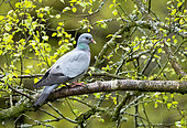 Stock dove (Columba Oenas) perched in a tree, England