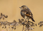 Stonechat (Saxicola rubicola) perched on dry flowers