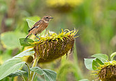Stonechat (Saxicola rubicola) perched on a sunflower