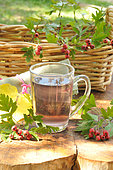 Hawthorn (Crataegus monogyna), Infusion of hawthorn stalks, to be picked in autumn after the frosts, Plant with interesting properties for health to fight against anxiety, edible plant, flowers, leaves and fruits