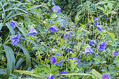 Geranium magnificum 'Azure Rush', flowers
