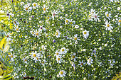 Aster novae-angliae 'Madame Loyau', flowers