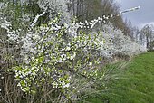 Blackthornshecke (Prunus spinosa) , Dümmer See, Lower Saxony, Germany, Europe