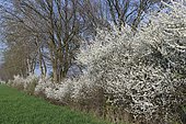 Flowering sloe hedge at the edge of the field, Bakum, Lower Saxony, Germany, Europe