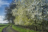 Flowering cherry trees in spring, Oldenburger Münsterland, Lower Saxony, Germany, Europe