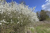Blackthorn (Prunus spinosa), hedge, Lower Saxony, Germany, Europe